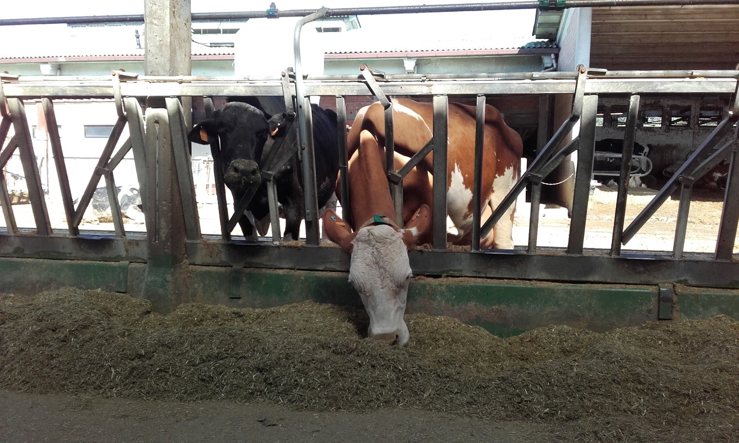 Cow photo from Carmen, Padova